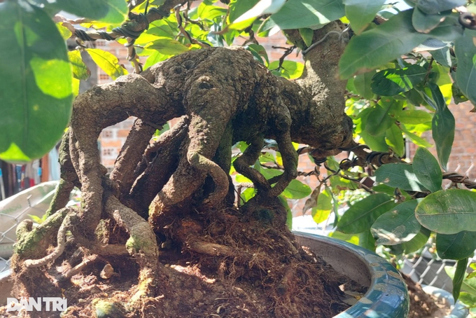 Trồng mai bonsai thu lãi khủng, nghệ nhân nghèo xây nhà to - 8 Trồng mai bonsai thu lãi khủng, nghệ nhân nghèo xây nhà to - 8