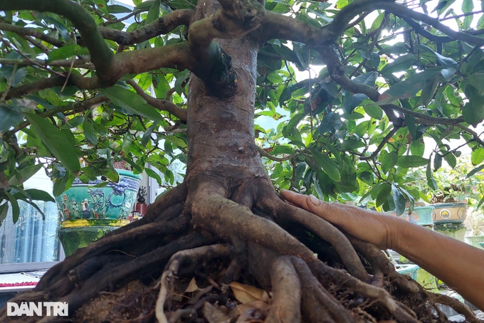 Trồng mai bonsai thu lãi khủng, nghệ nhân nghèo xây nhà to - 7