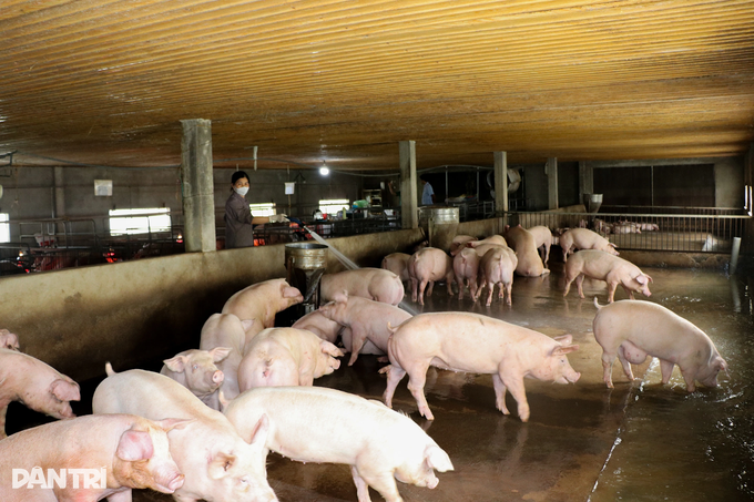 Khởi nghiệp lỗ sấp mặt và triết lý nhiều người cùng giàu của chủ trại lợn - 1 Khởi nghiệp lỗ sấp mặt và triết lý nhiều người cùng giàu của chủ trại lợn - 1