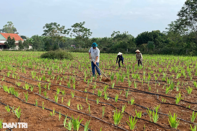 Medicinal plants that are easy to grow bring great income to farmers - 1