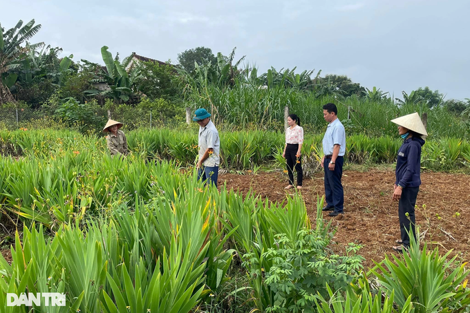 An easy-to-grow medicinal plant brings great income to farmers - 2