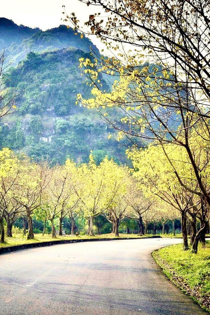 Hàng cây bồ đề dài 10km độc đáo ở Ninh Bình Hàng cây bồ đề dài 10km độc đáo ở Ninh Bình