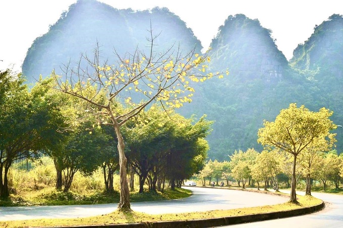 Hàng cây bồ đề dài 10km độc đáo ở Ninh Bình Hàng cây bồ đề dài 10km độc đáo ở Ninh Bình