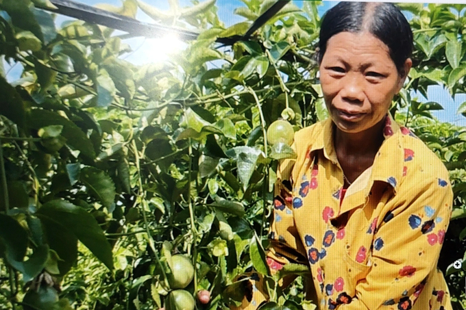 Cây thoát nghèo bị bỏ hoang, người dân miền núi quyết tâm vực dậy - 2 Cây thoát nghèo bị bỏ hoang, người dân miền núi quyết tâm vực dậy - 2