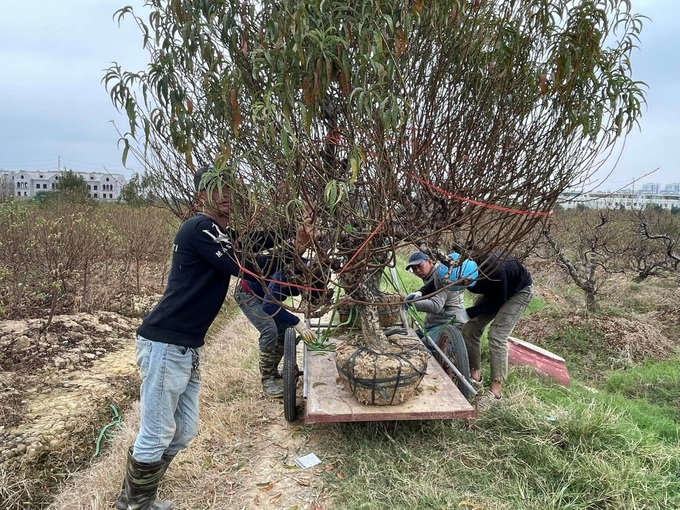 Ngày kiếm tiền triệu, nhân công làm đào Tết vẫn chê - 2