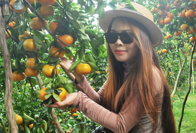 Gardeners catch mandarin oranges to carry many roles, collect hundreds of millions of dong more - 5