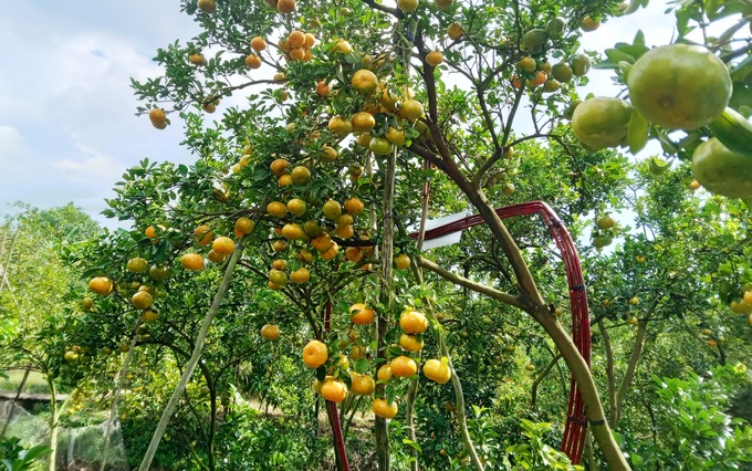 Gardeners catch mandarin oranges to carry many roles, collect hundreds of millions of dong more - 2