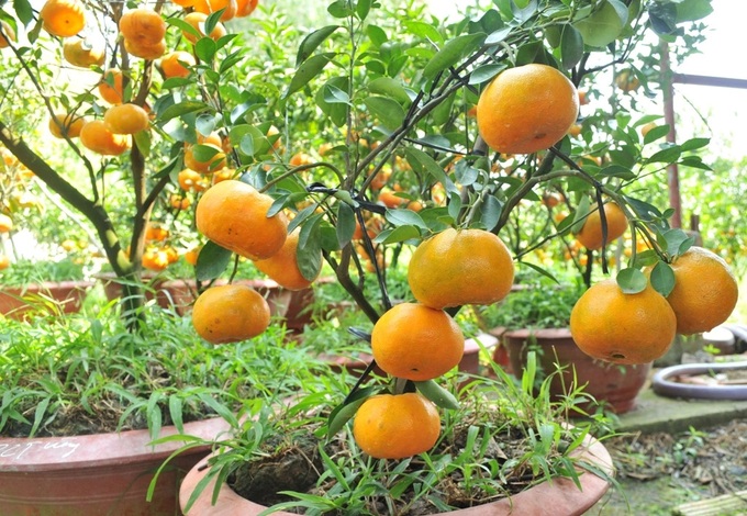 Gardeners catch mandarin oranges to carry many roles, collect hundreds of millions of dong more - 3