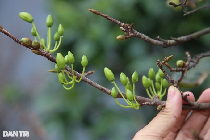 Hà Tĩnh: Mai vàng nở sớm, chủ vườn &quot;méo mặt&quot; lo mất Tết - Ảnh 3.