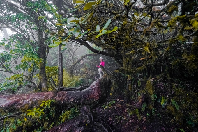Cô gái Bắc Giang băng rừng rêu, ngắm phong lá đỏ trên đỉnh Nhìu Cồ San - 7