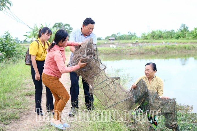 How to raise crabs to trap all big ones, selling 300,000 VND/kg?  - 2