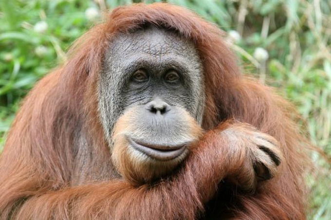 Đười ươi, khỉ đột có thể hành động theo lý trí tốt hơn con người | Báo Dân  trí