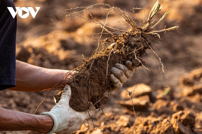 Hanoi: Working hard to dig up tubers to grow crops also makes money in the middle of the Red River - 1