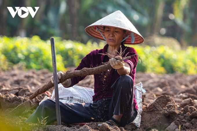 Hanoi: Hard work digging tubers to grow crops also makes money in the middle of the Red River - 10