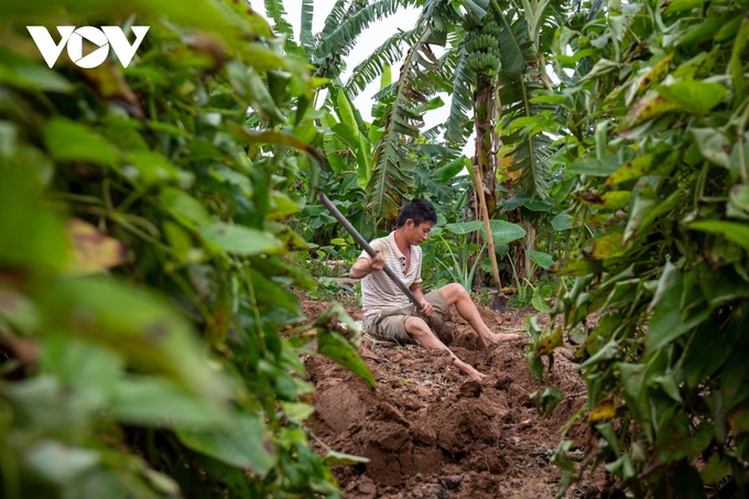 Hanoi: Working hard to dig up tubers to grow crops also makes money in the middle of the Red River - 11