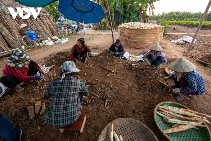 Hanoi: Digging hard to grow tubers and making money in the middle of the Red River - 12