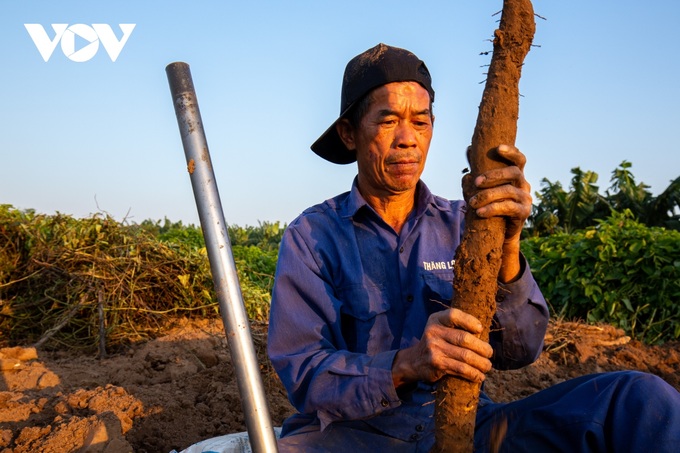 Hanoi: Digging hard to grow tubers and making money in the middle of the Red River - 14