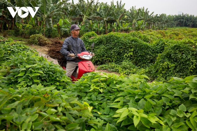 Hanoi: Hard work digging tubers to grow crops also makes money in the middle of the Red River - 15