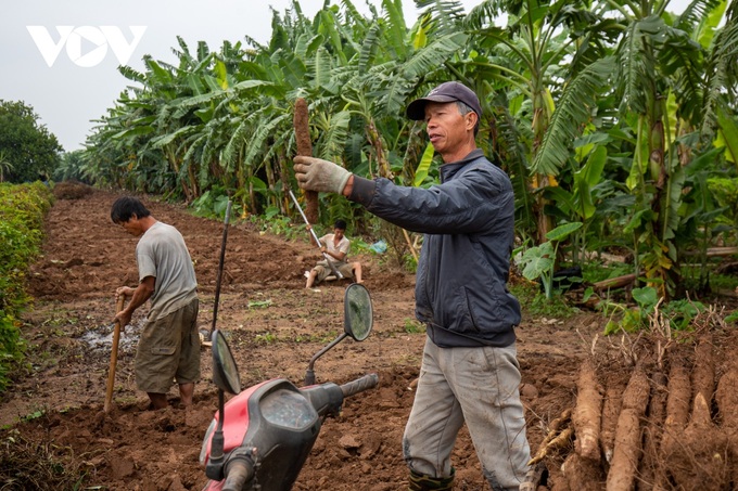 Hanoi: Hard work digging tubers to grow crops also makes money in the middle of the Red River - 7