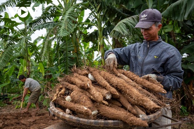 Hanoi: Hard work digging tubers to grow crops also makes money in the middle of the Red River - 8