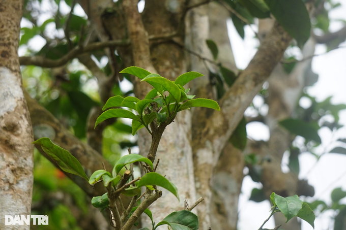 The acrid plant that is often used for drinking becomes a sought-after ornamental plant - 4