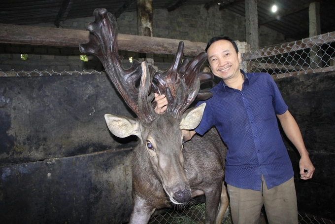 The farmer sells a pair of super giant deer velvet, counting hundreds of millions of fresh money - 1