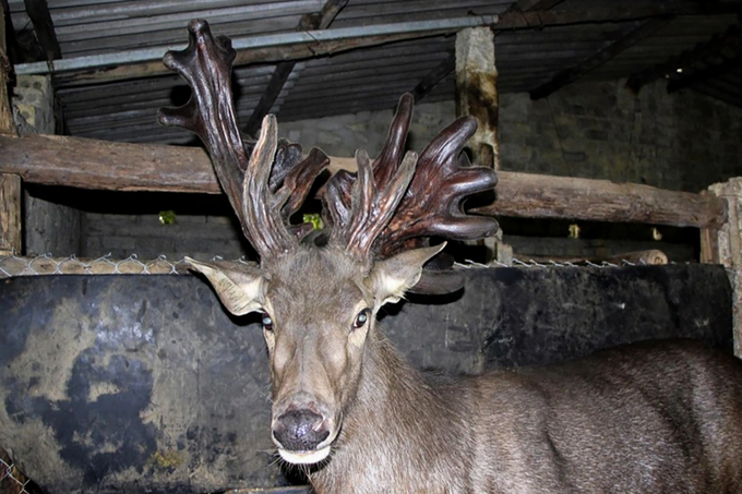 The farmer sells a pair of super giant deer velvet, counting hundreds of millions of fresh money - 2