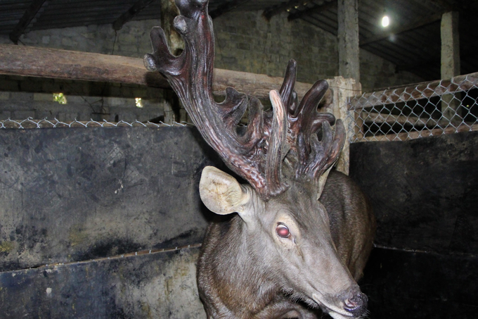 The farmer sells a pair of super giant deer velvet, counting hundreds of millions of fresh money - 5