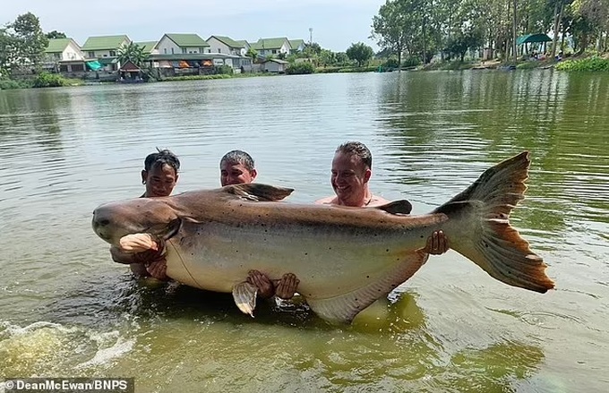 Cá Tra Dầu Khổng Lồ Nặng Gần 200Kg, Dài 2M Bị Cần Thủ Thái Lan Tóm Sống |  Báo Dân Trí