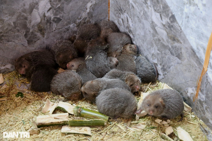 Returning to rearing species that only eat bamboo, the farmer was surprised by the results - 3