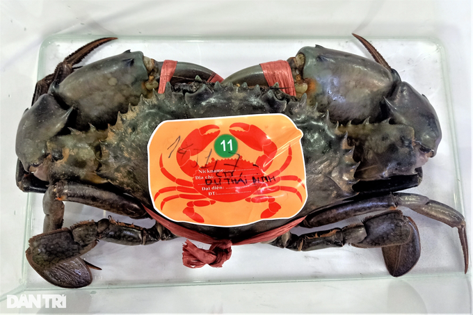 Cận cảnh con cua lớn nhất Cà Mau được đội vương miện như 