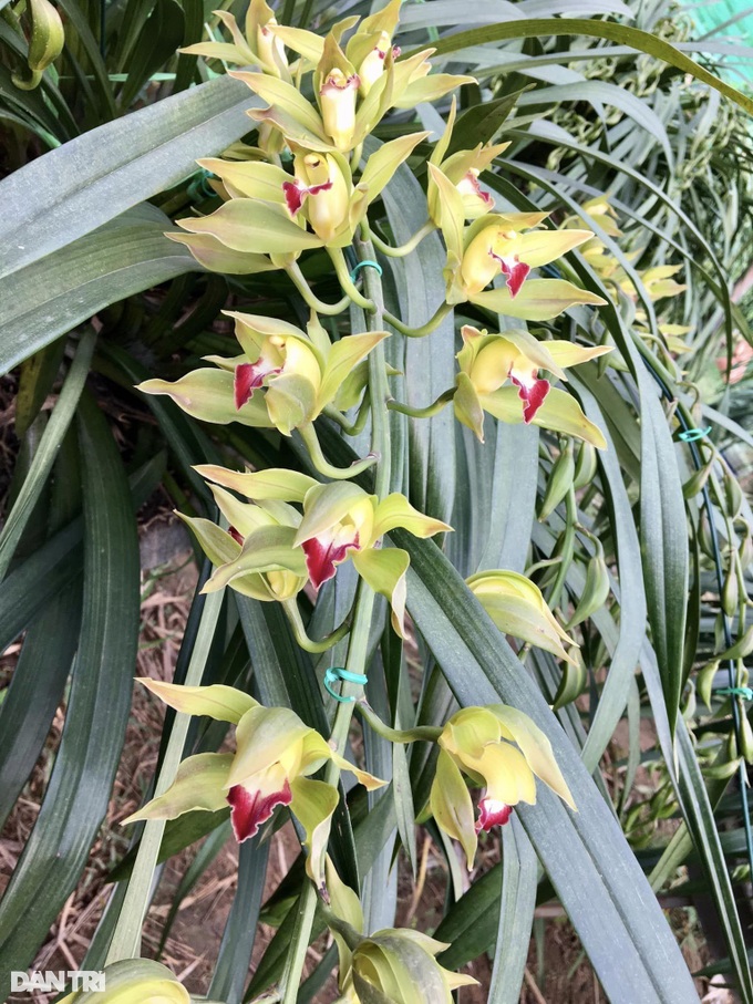 Precious flowers of Hoang Lien Son mountains and forests go down the street to welcome Tet - 2