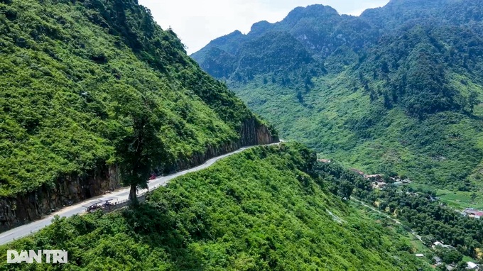 Unique 250-year-old lonely tree, 5 people can't hug in Ha Giang - 2