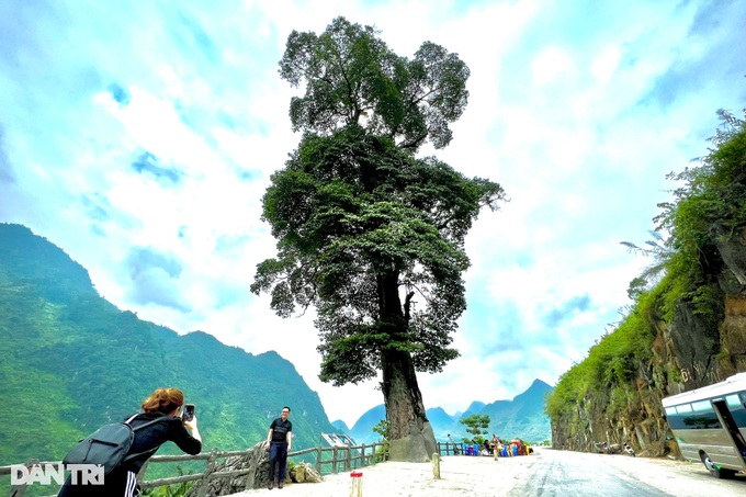 Unique 250-year-old lonely tree, 5 people can't hug in Ha Giang - 1