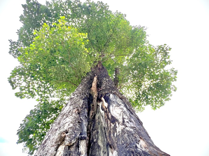 Unique 250-year-old lonely tree, 5 people can't hug in Ha Giang - 3