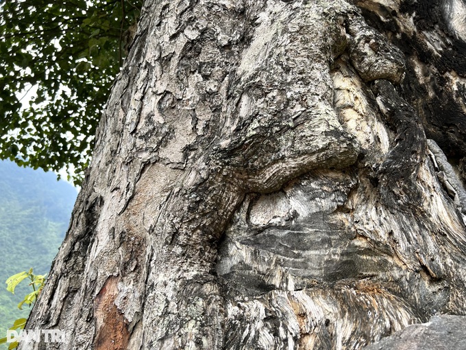 Unique 250-year-old lonely tree, 5 people can't hug in Ha Giang - 4