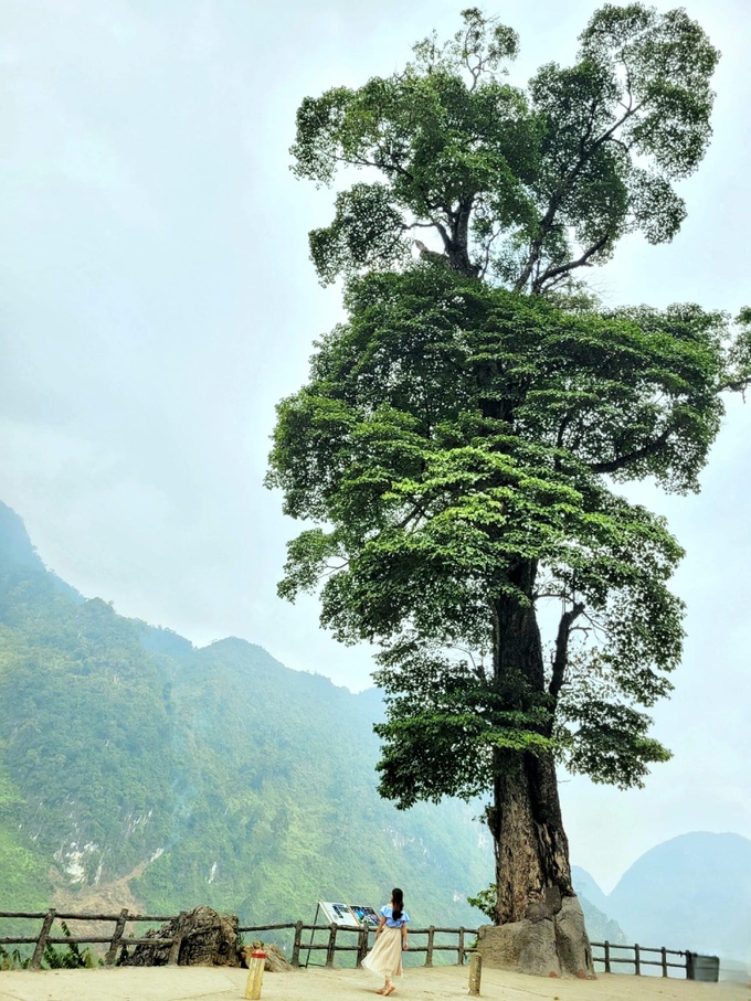 Unique 250-year-old lonely tree, 5 people can't hug in Ha Giang - 7