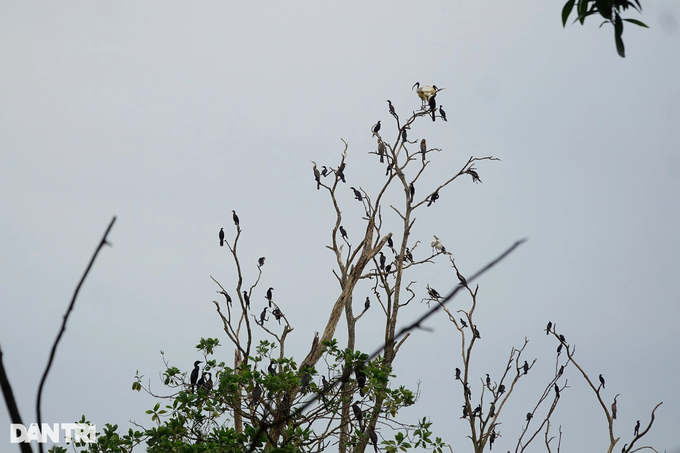 Chuyện lạ Trà Vinh: Hàng nghìn con chim trú ngụ trong ngôi chùa cổ 300 năm - Ảnh 2.