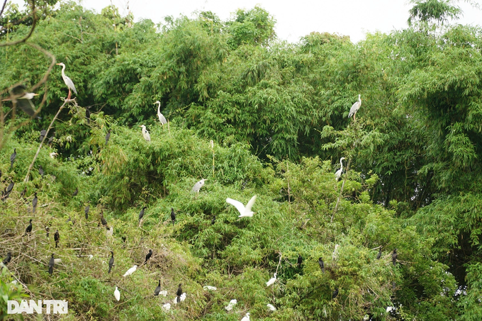 Chuyện lạ Trà Vinh: Hàng nghìn con chim trú ngụ trong ngôi chùa cổ 300 năm - Ảnh 3.