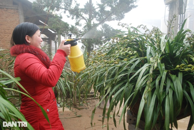 Precious flowers of Hoang Lien Son mountain and forest go down the street to welcome Tet - 3