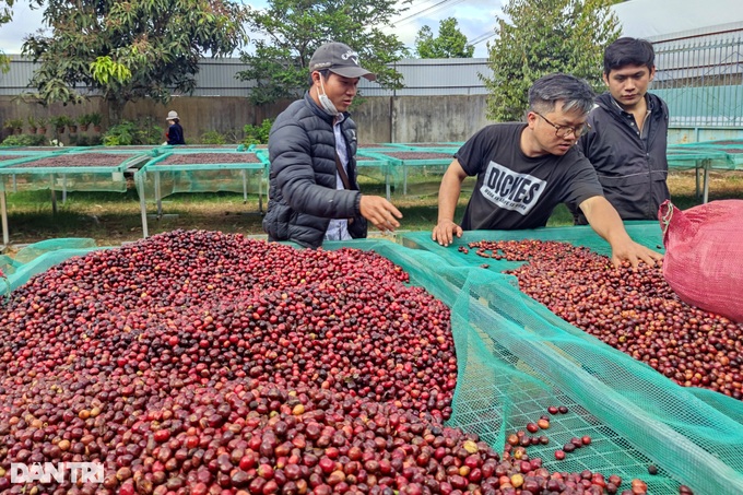 Kỳ công làm ra hạt cà phê đặc biệt, giá bán tăng gấp bội - 1