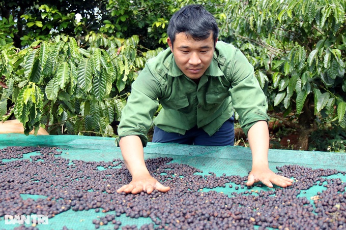 Kỳ công làm ra hạt cà phê đặc biệt, giá bán tăng gấp bội - 3