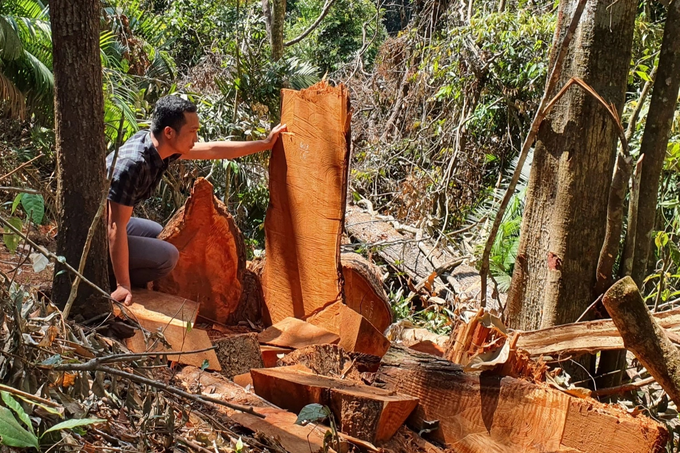 Kom Tum: Xảy ra hơn 80 vụ phá rừng trong năm 2022 - 2