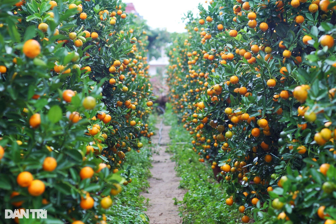 The largest kumquat granary in the Central region rushes into the Tet season - 2