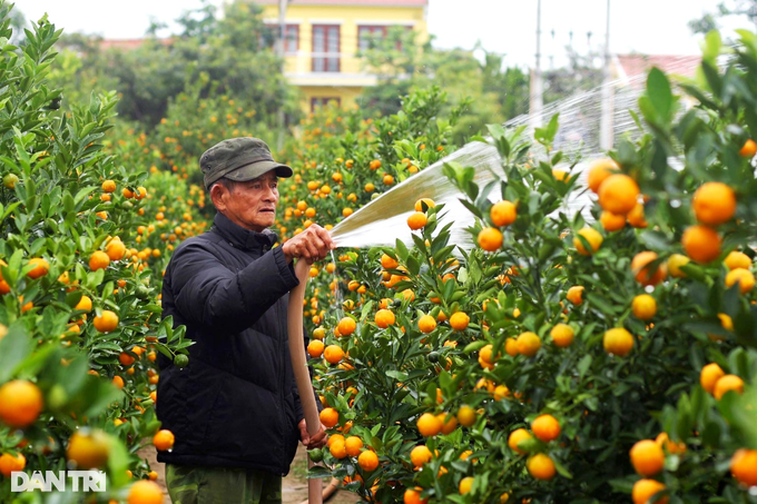 The largest kumquat barn in the Central region rushes into the Tet season - 3