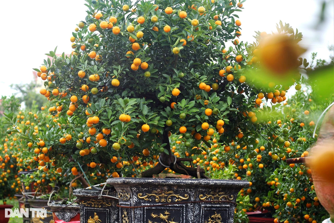 The largest kumquat granary in the Central region rushes into the Tet season - 7