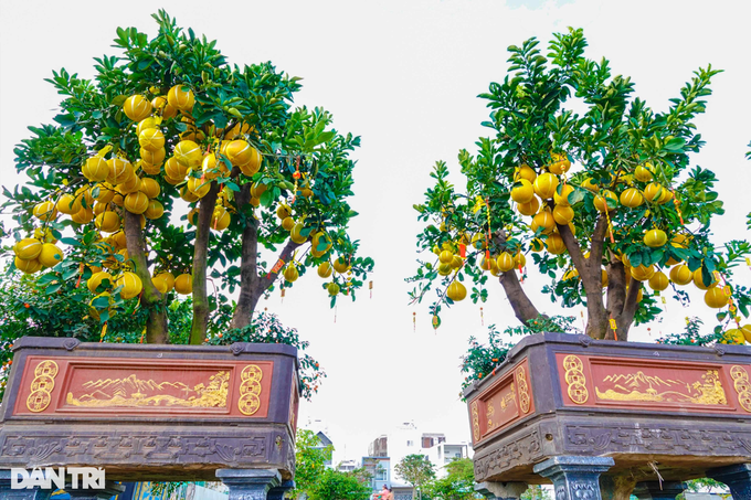 Performing pomelos and kumquats appear on Tay Do street for hundreds of millions of dong - 2