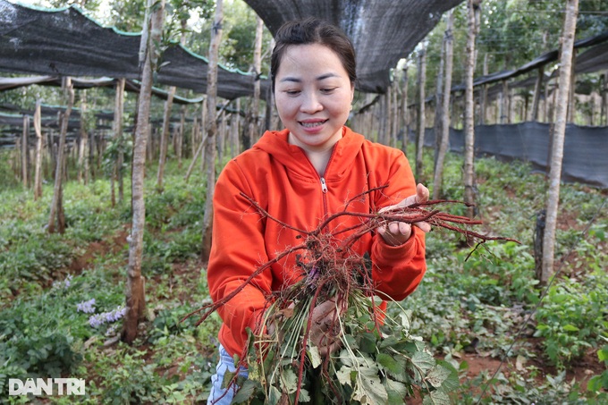 Người phụ nữ liều đưa giống đan sâm về phủ xanh mảnh đất bazan - 1
