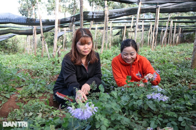 Người phụ nữ liều đưa giống đan sâm về phủ xanh mảnh đất bazan - 5