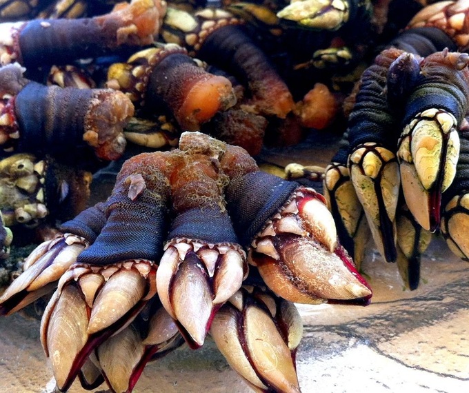 Khúc gỗ phủ kín những ngón tay quỷ, trôi dạt vào bờ biển - 2 Khúc gỗ phủ kín những ngón tay quỷ, trôi dạt vào bờ biển - 2